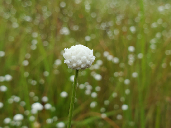 Photo_2