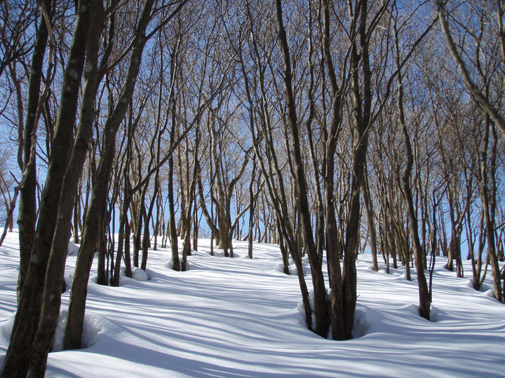 オファー 愛宕山 雪 ハイク サングラス