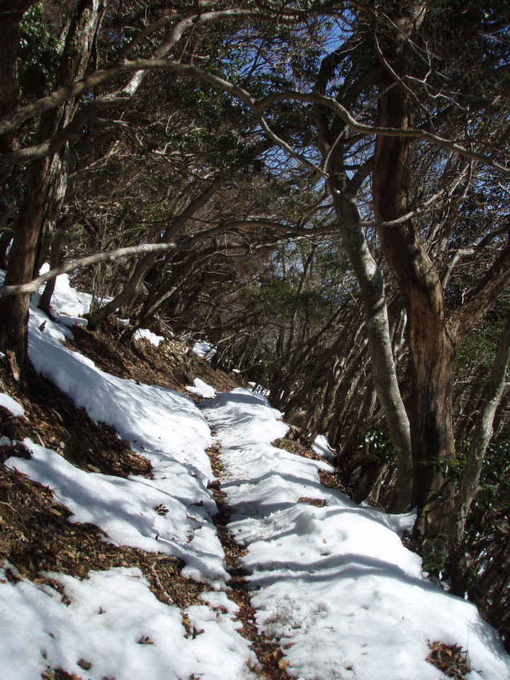 オファー 愛宕山 雪 ハイク サングラス