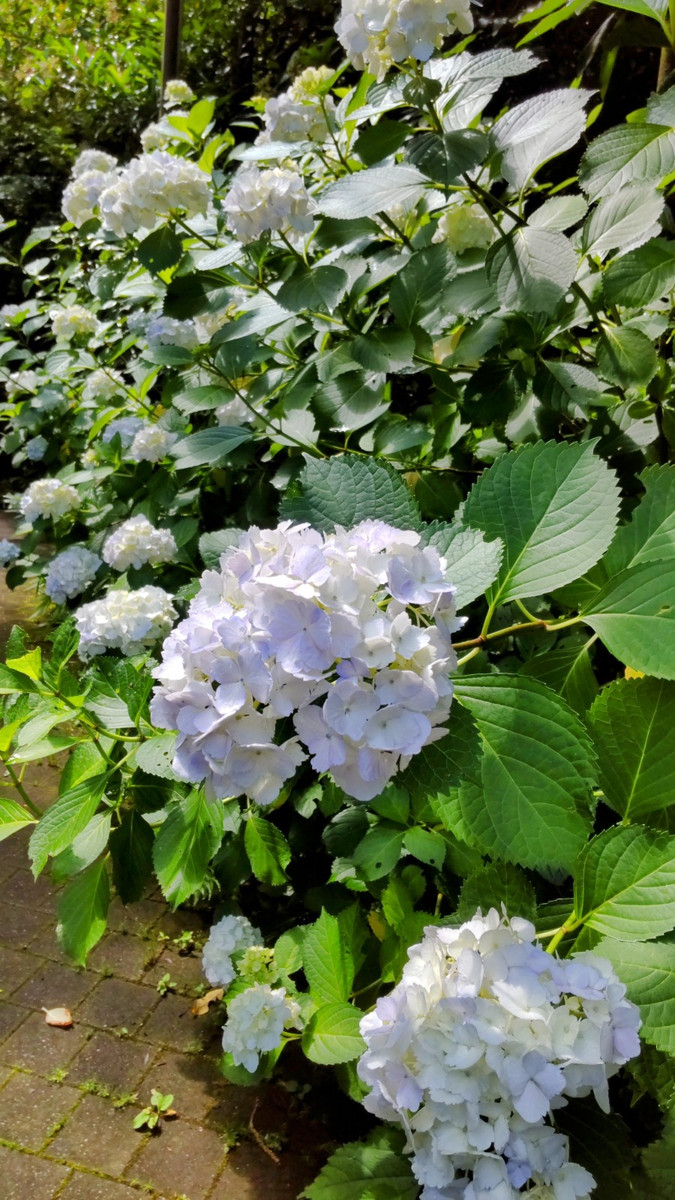 Dsc_2908_2