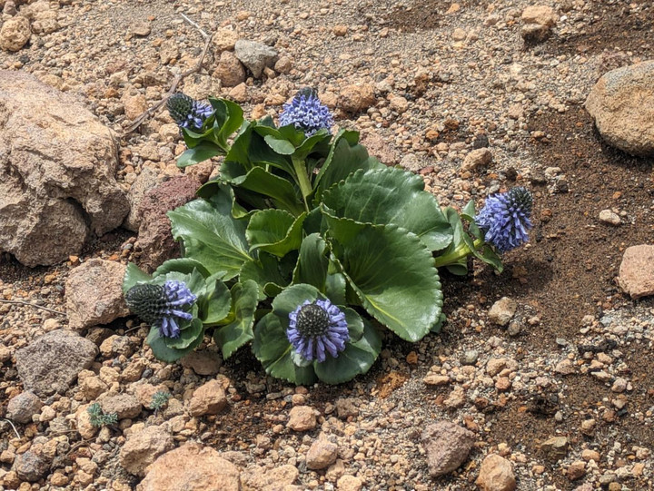 山野草　カムチャツカ産　ウルップソウ　大株 好日山荘 アルピコプラザ松本駅前店 : 【スタッフの休日】ウルップソウ