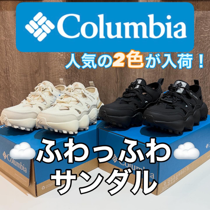 コロンビア産　キプリスモルフォ 99mm 好日山荘 本厚木ミロード店 : 【新入荷】今年も人気！コロンビアから