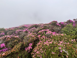 Img_6188