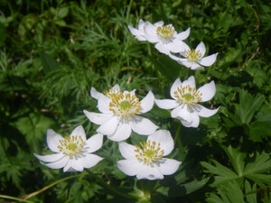 Imgp0064