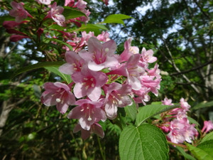 Dsc06218