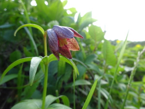 Hakusan4