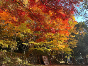Img_0535 Img_0535