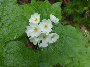 Imgp0283