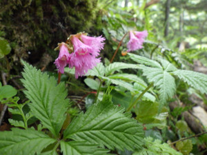 Imgp0288