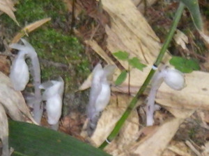 Imgp0310