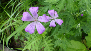 Imgp0586