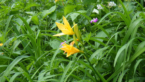 Imgp0587