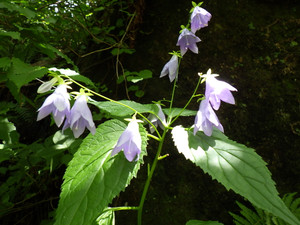 Imgp0645