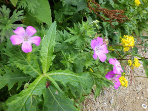 Imgp0698