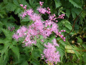 Imgp0700