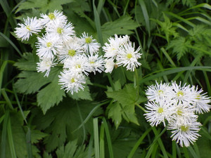 Imgp0713