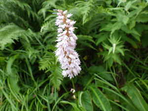 Imgp0729