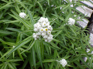 Imgp0736