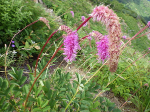 Imgp0803