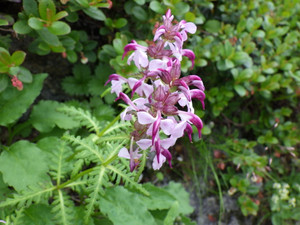 Imgp1307