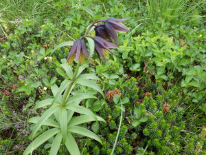 Imgp1345