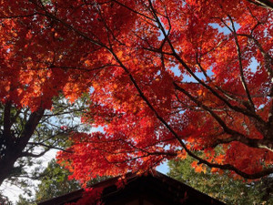 Thumbnail_img_1806_2