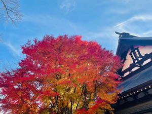 明日はレディースデイです