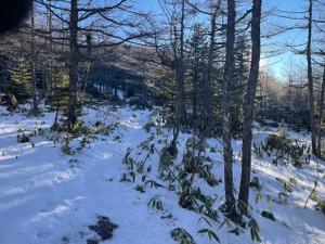 浅間山に行って来ました