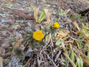 Pxl_20260304_042418383mp