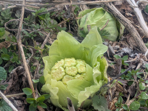 Pxl_20260304_043104545