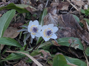 Pxl_20260304_043411682