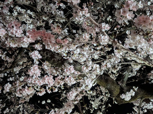 Pxl_20260406_113533117