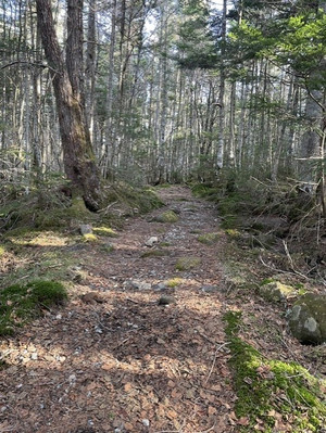 北横岳に行ってまいりました。