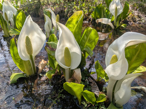 Pxl_20260420_043438599