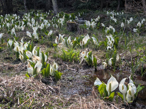 Pxl_20260420_043542133