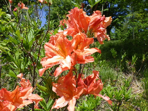 Imgp4344