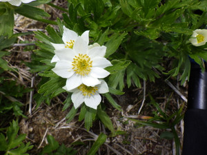 Imgp5259