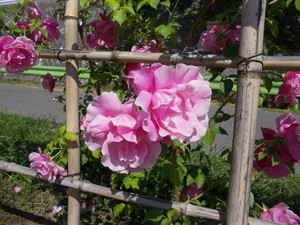 Dscn7341
