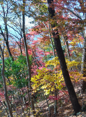 251114090802593 251114090802593