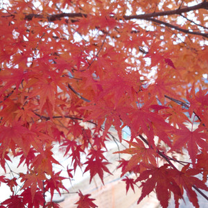 20251125_093740 20251125_093740