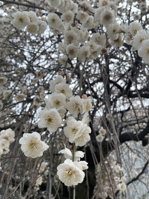 1772156576996 1772156576996