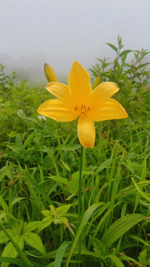 ニッコウキスゲ一輪の花