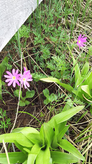 Hakusannkozakura 夏山シーズンの花の主役がハクサンコザクラです
