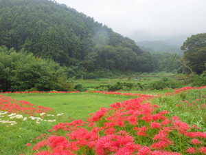 Photo_2