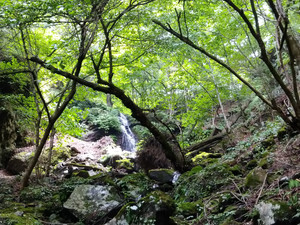 Mizune