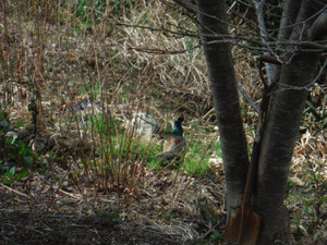 Photo_3