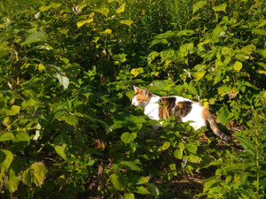 Photo_4